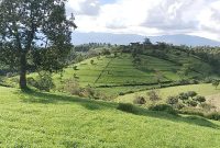 50 acres farm for sale in Fort Portal at16m per acre
