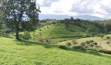 50 acres farm for sale in Fort Portal at16m per acre