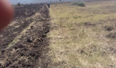 Farmland for lease in Bumambutye Bulambuli at 250,000 shillings