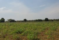 200 acres of farmland for sale in Nakaseke Wakyato at 5m per acre