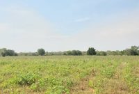 75 acres of farmland for sale in Luwero Bamugolodde at 6m per acre