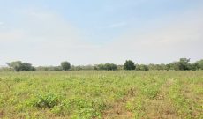 75 acres of farmland for sale in Luwero Bamugolodde at 6m per acre