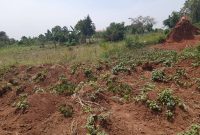 50x100ft plot of land for sale in Kiwenda at 13m per plot
