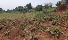 50x100ft plot of land for sale in Kiwenda at 13m per plot