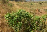 15 acres for sale in Kawuku Entebbe road at 210m