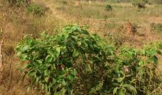 15 acres for sale in Kawuku Entebbe road at 210m
