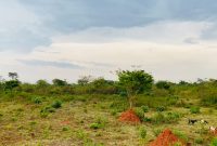 2 square miles for sale in Kikyusa at 5m per acre