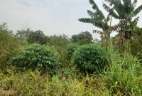 43 acres of land for sale in Luwero at 6.5m per acre