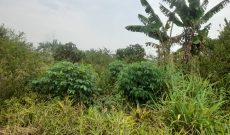 43 acres of land for sale in Luwero at 6.5m per acre