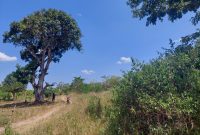 2 acres of farmland for sale in Kikyusa at 9m per acre