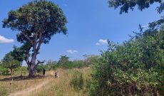 2 acres of farmland for sale in Kikyusa at 9m per acre