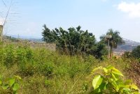 50 decimals lake view plot of land for sale in Buziga at600m