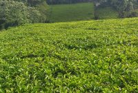 2.5 square miles tea plantation and factory for sale in Fort Portal At $10m