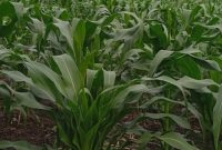 15 acres of farmland for sale in Busunju Mityana at 18m per acre