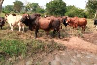 3.5 square miles of farmland for sale in Nakasongola Migyera at 5m per acre