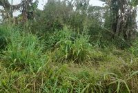 40.5 acres for sale at lukiizi Village butuntumula sub county luwero at 6.5m per acre