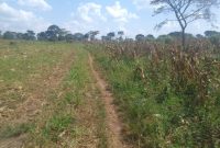 47 acres of farmland for sale in Luwero Bamugolodde at 5.5m per acre