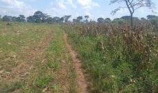 47 acres of farmland for sale in Luwero Bamugolodde at 5.5m per acre