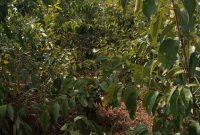 100 acres of agricultural land for sale in Nakasongola at 3.8m per acre