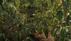 100 acres of agricultural land for sale in Nakasongola at 3.8m per acre