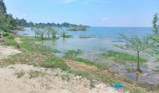 1.5 acres of lake shore land for sale in Katosi Mukono at 100m