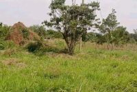 100 acres of farmland for sale in Luwero Nalongo at 12m per acre