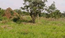 100 acres of farmland for sale in Luwero Nalongo at 12m per acre