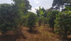 4 acres of land for sale in Bombo Ndejje at 35m per acre