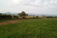 640 acres of farm land for sale in Kibaale at 3.5m per acre