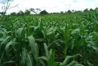 3.5 square miles for sale in Nakasongola at 5m per acre