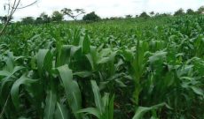 3.5 square miles for sale in Nakasongola at 5m per acre