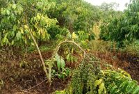 400 acres of land for sale off of Kamengo at 4.5m per acre