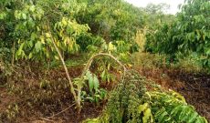 400 acres of land for sale off of Kamengo at 4.5m per acre