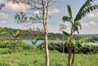 35 acres of land for sale in Mukono at 30m per acre