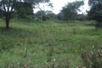 75 acres of farmland for sale in Nakaseke Wabusaana at 6.5m per acre