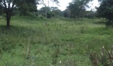 75 acres of farmland for sale in Nakaseke Wabusaana at 6.5m per acre