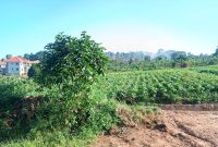 50x100ft plots of land for sale in Bukerere at 35m