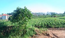 50x100ft plots of land for sale in Bukerere at 35m