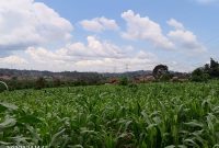 10 Acres Of Land For Sale In Matugga Bombo Road At 120m Per Acre