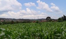 10 Acres Of Land For Sale In Matugga Bombo Road At 120m Per Acre
