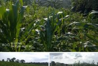 3 square miles of farmland for sale in Kassanda