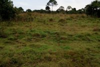 41 Acres Of Land For Sale In Koba Near Senyi Landing Site Buikwe At 12m Per Acre