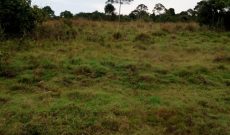 41 Acres Of Land For Sale In Koba Near Senyi Landing Site Buikwe At 12m Per Acre