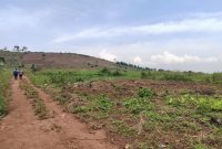 20 Acres on Quick Sale in Kiwenda At 150m Per Acre