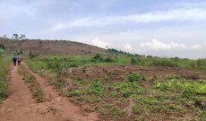 20 Acres on Quick Sale in Kiwenda At 150m Per Acre