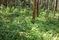 1,000 Acres Of Land For Sale In Bakka Hoima Road Wakiso At 50m Per Acre