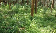 1,000 Acres Of Land For Sale In Bakka Hoima Road Wakiso At 50m Per Acre