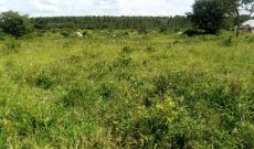 Land for sale in Nwoya