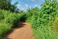 100 Acres Of Farm Land For Sale In Luwero Kamira 6m Per Acre