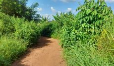 100 Acres Of Farm Land For Sale In Luwero Kamira 6m Per Acre